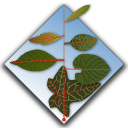 Cognatrix Icon